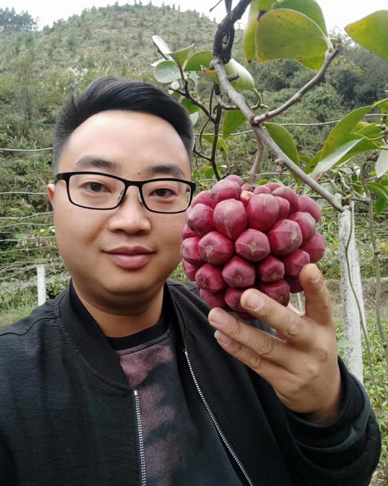 黑老虎两年苗布福娜大血藤苗1年苗2年苗贵州黔东南