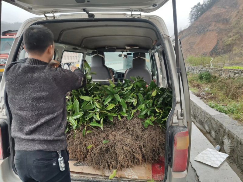 黑老虎两年苗布福娜大血藤苗1年苗2年苗贵州黔东南