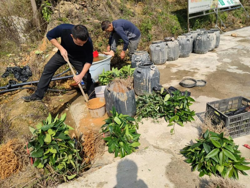 黑老虎两年苗布福娜大血藤苗1年苗2年苗贵州黔东南