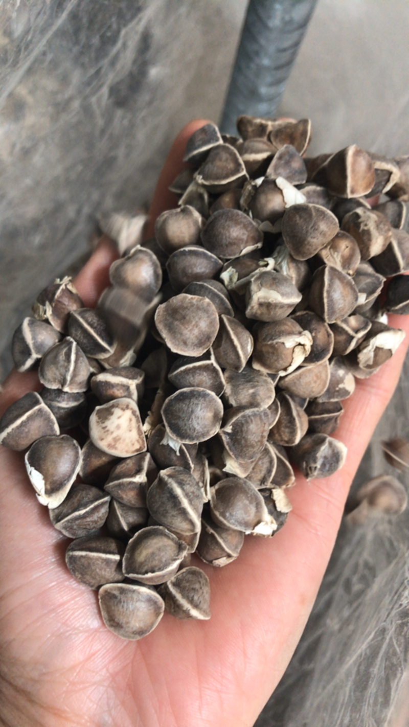 印度辣木子的产地大货供应价格有优势一件代发