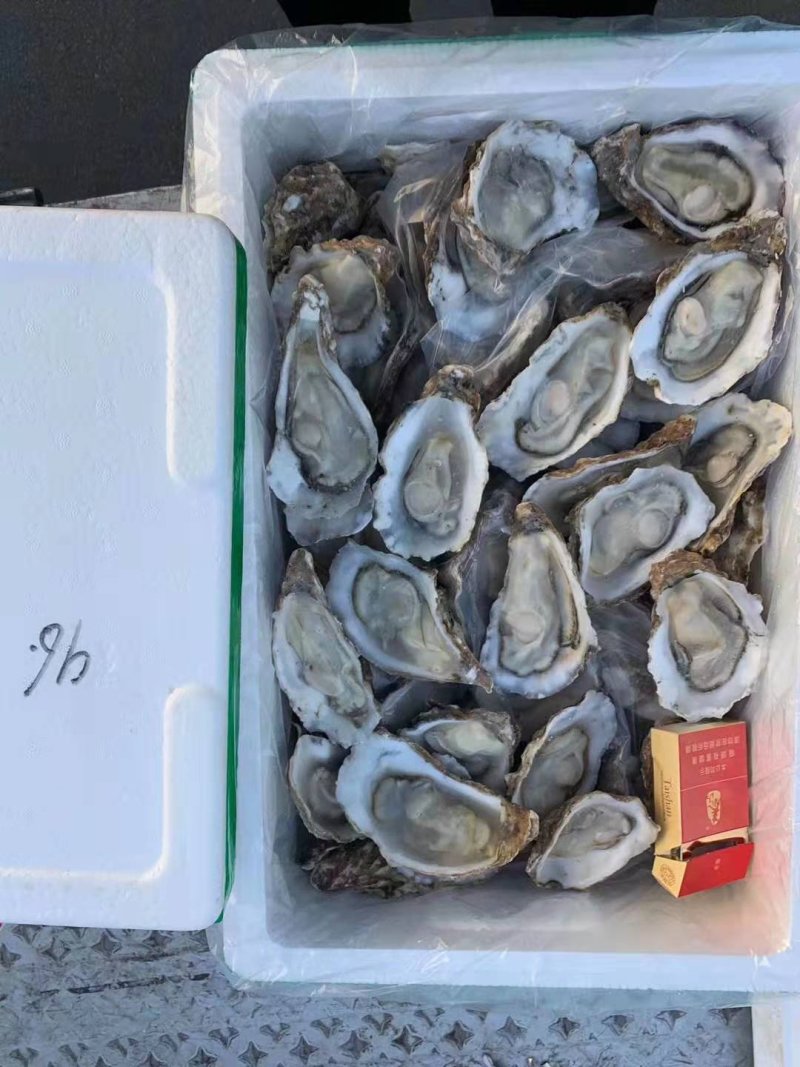 生蚝，海蛎子半壳，规格全厂家直销