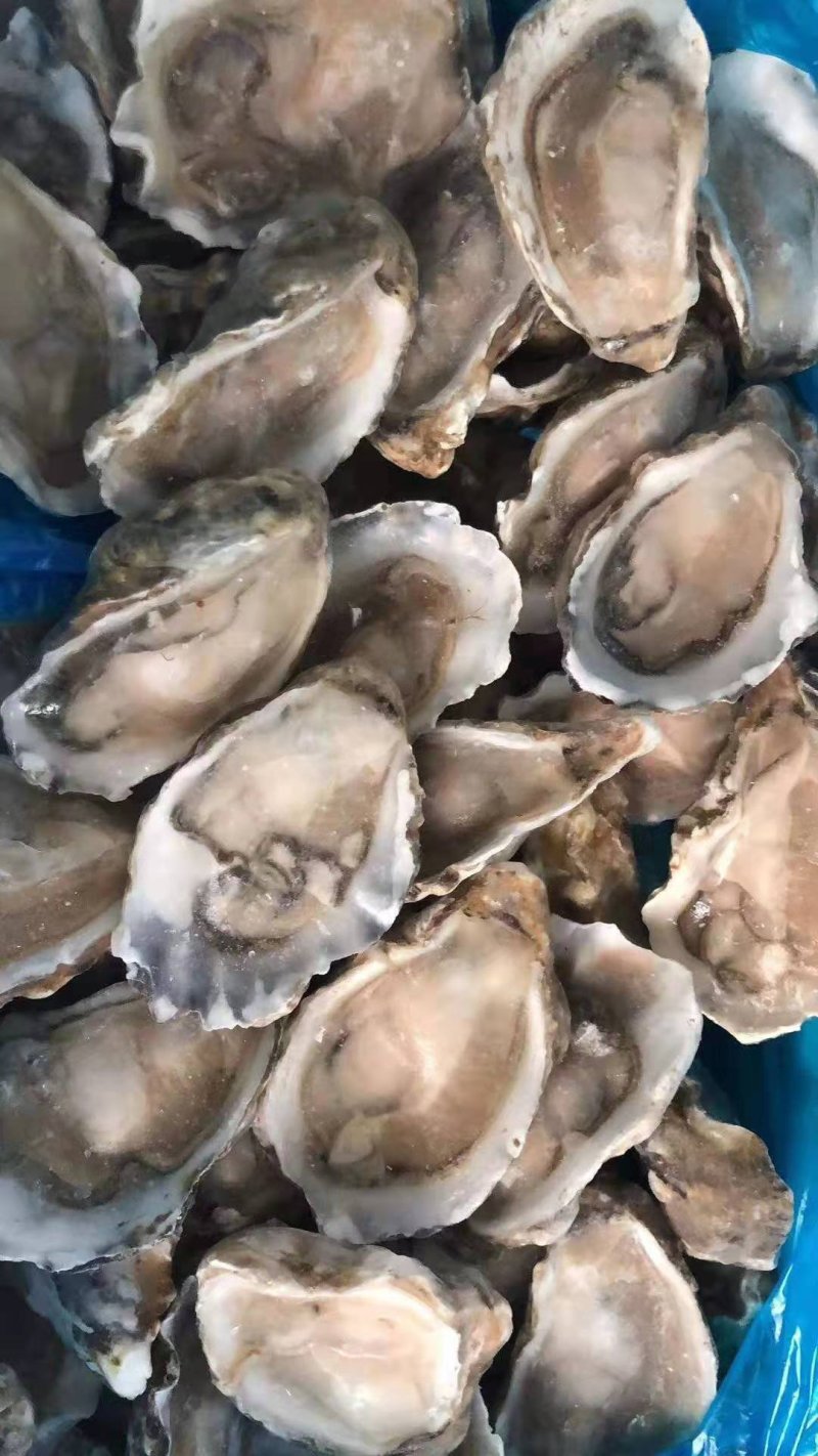 生蚝，海蛎子半壳，规格全厂家直销