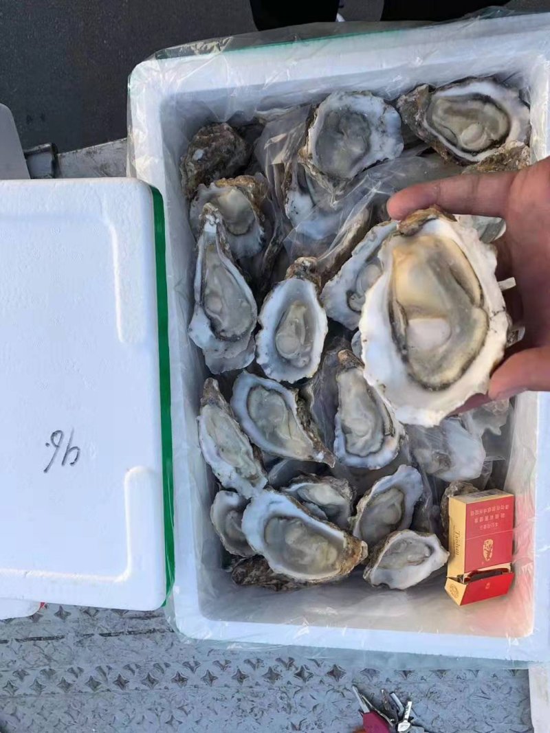 生蚝，海蛎子半壳，规格全厂家直销