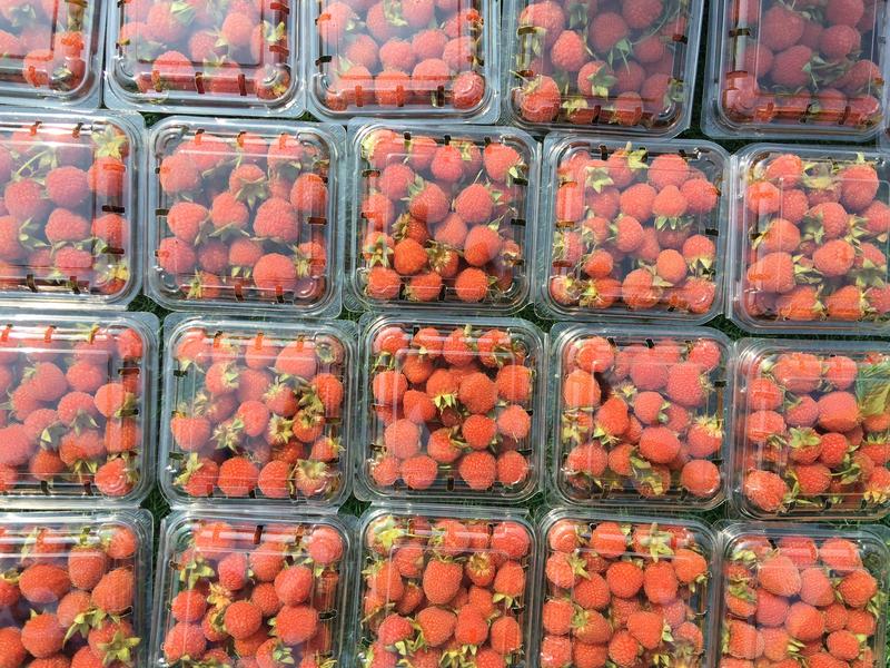 树莓掌叶覆盆子苗树莓鲜果青果可入药适合华东地区种植采摘