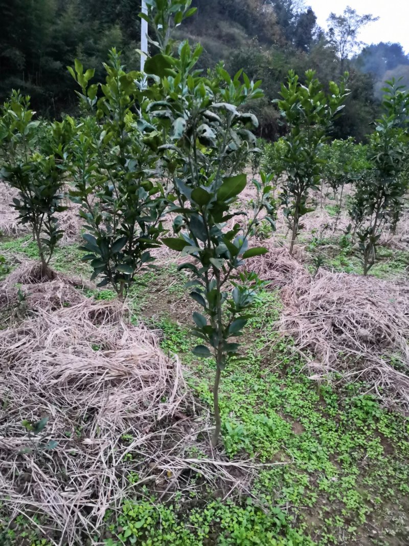 柚子苗，冰糖柚苗，产地直供，品种正宗，假一赔十，保证成活
