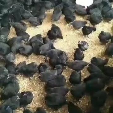 脱温五黑鸡苗