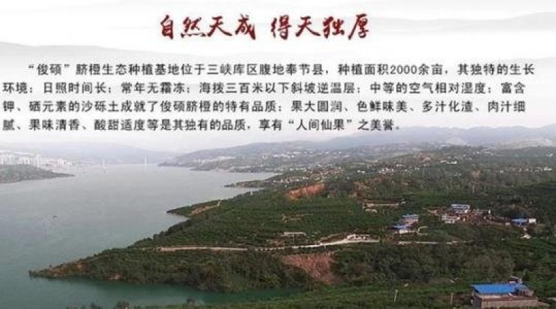 奉节脐橙新鲜橙子2O斤小果现摘包邮