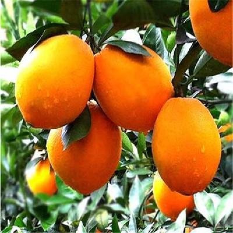 奉节脐橙新鲜橙子2O斤小果现摘包邮