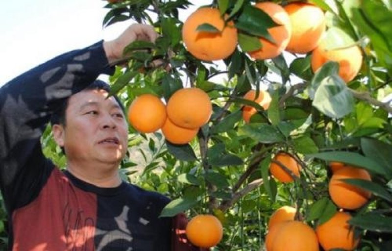 奉节脐橙新鲜橙子2O斤小果现摘包邮
