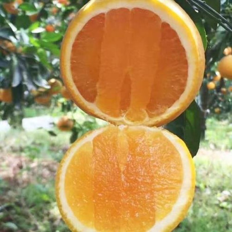 奉节脐橙新鲜橙子2O斤小果现摘包邮