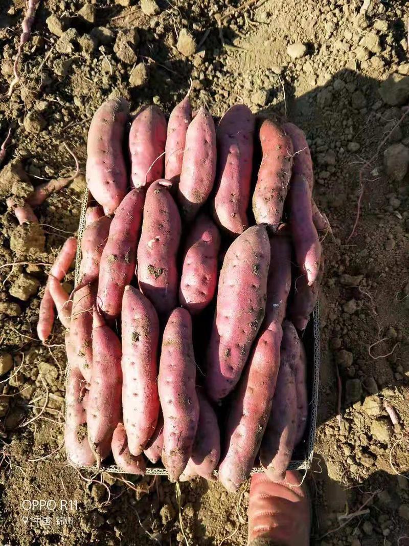 红薯每年十月份大量上市，到来年五月份，辽宁省锦州市凌海市
