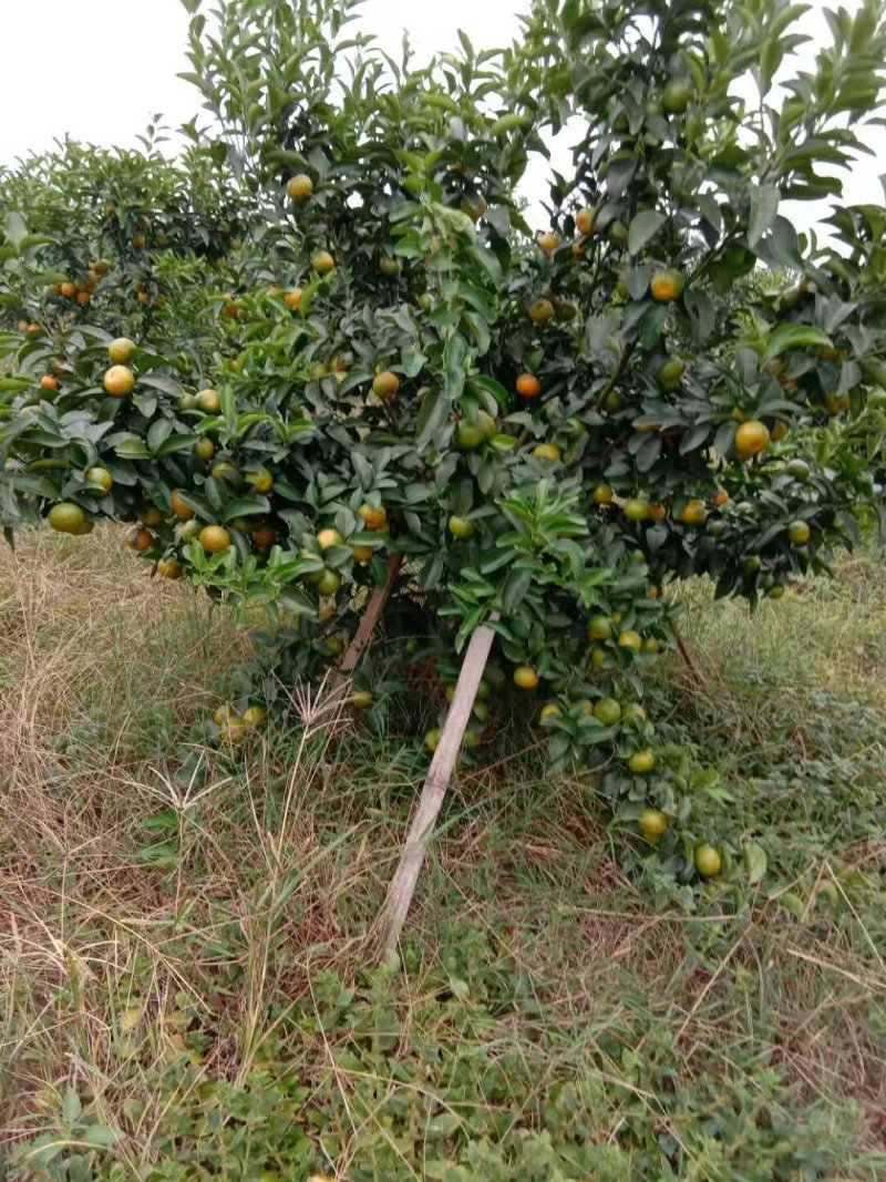 沙糖桔个大味甜水份足无渣