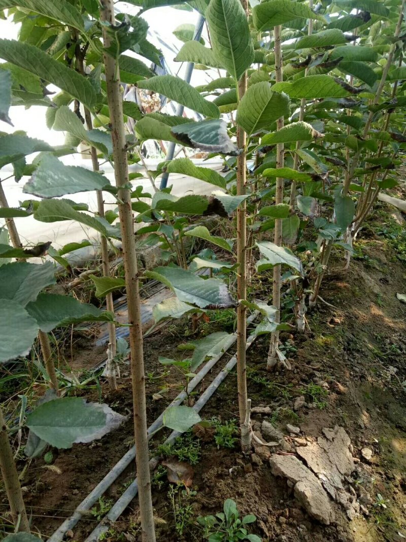 基地直销1公分吉塞拉美早樱桃苗萨米脱鲁樱3号樱桃树苗价格