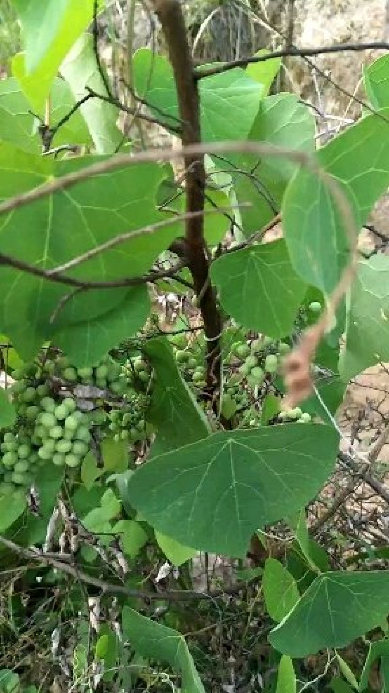 江西粉防己苗，独木香苗，汉防己苗，防己苗