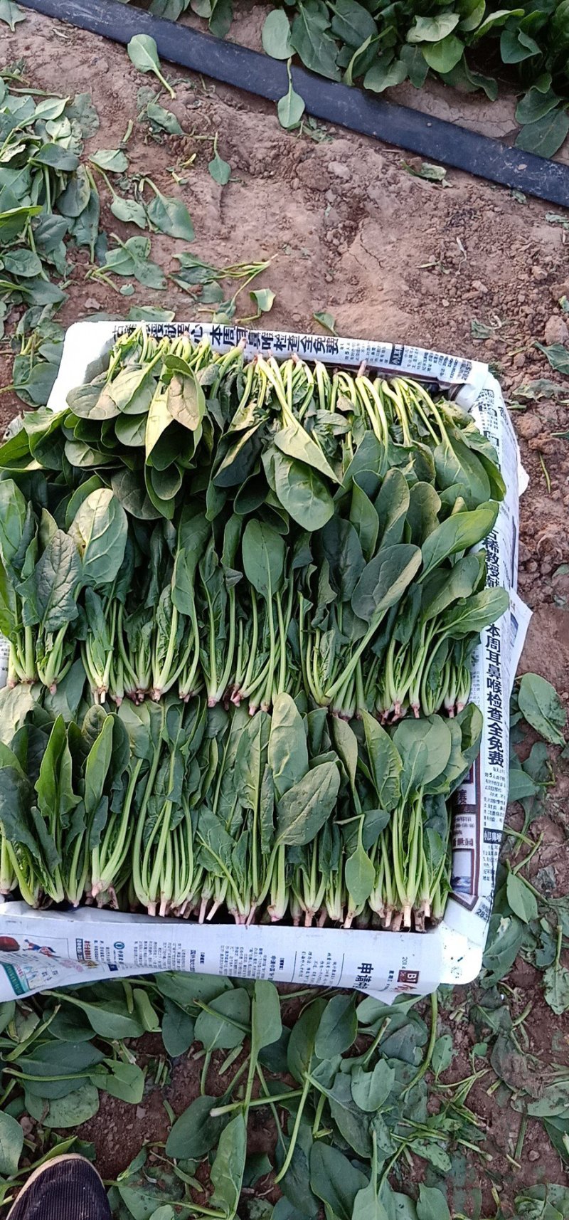 叶菜类辽宁省锦州市精品小菠菜每年五月份大量上市欢迎新老客