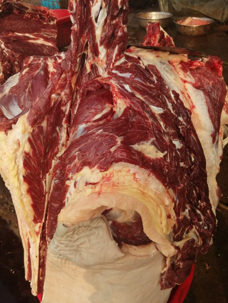 养殖场直供现杀新鲜马肉带皮马肉