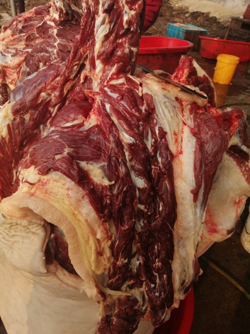 养殖场直供现杀新鲜马肉带皮马肉