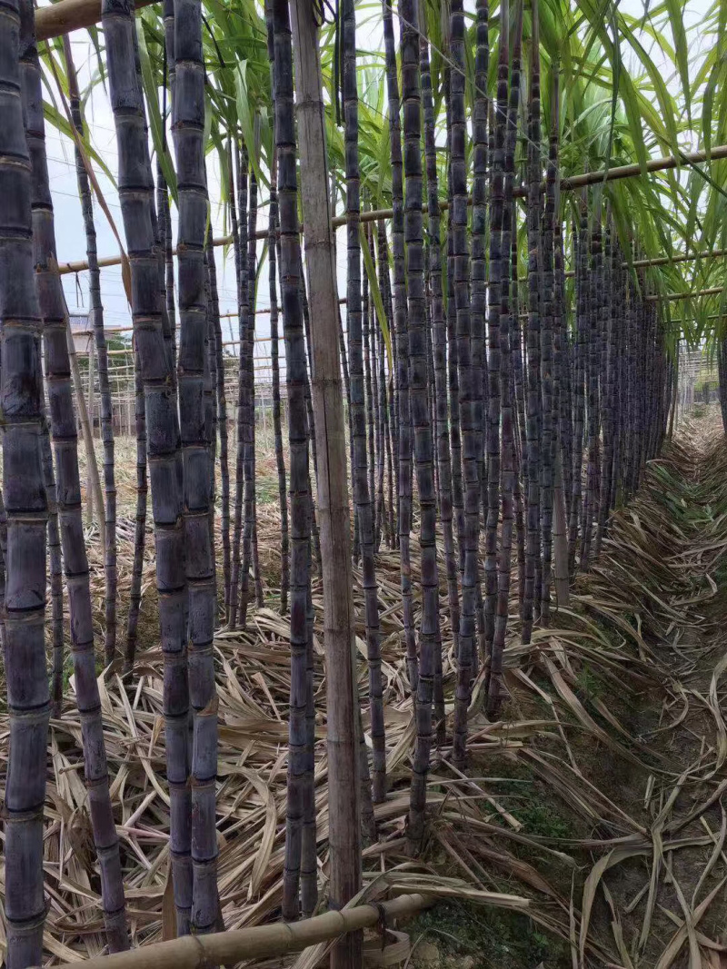广东甘蔗