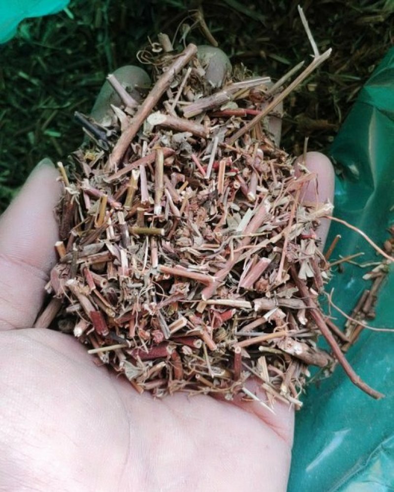 贯叶金丝桃纯干货过筛货货好量大代抓各种药方
