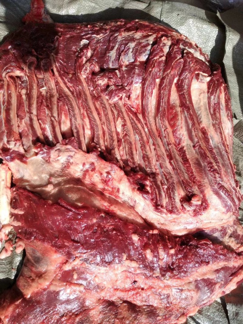 养殖场现杀新鲜驴肉带皮驴肉