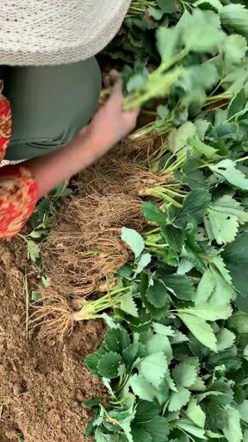 基地直销红颜章姬草莓苗妙香草莓苗价格草莓苗基地