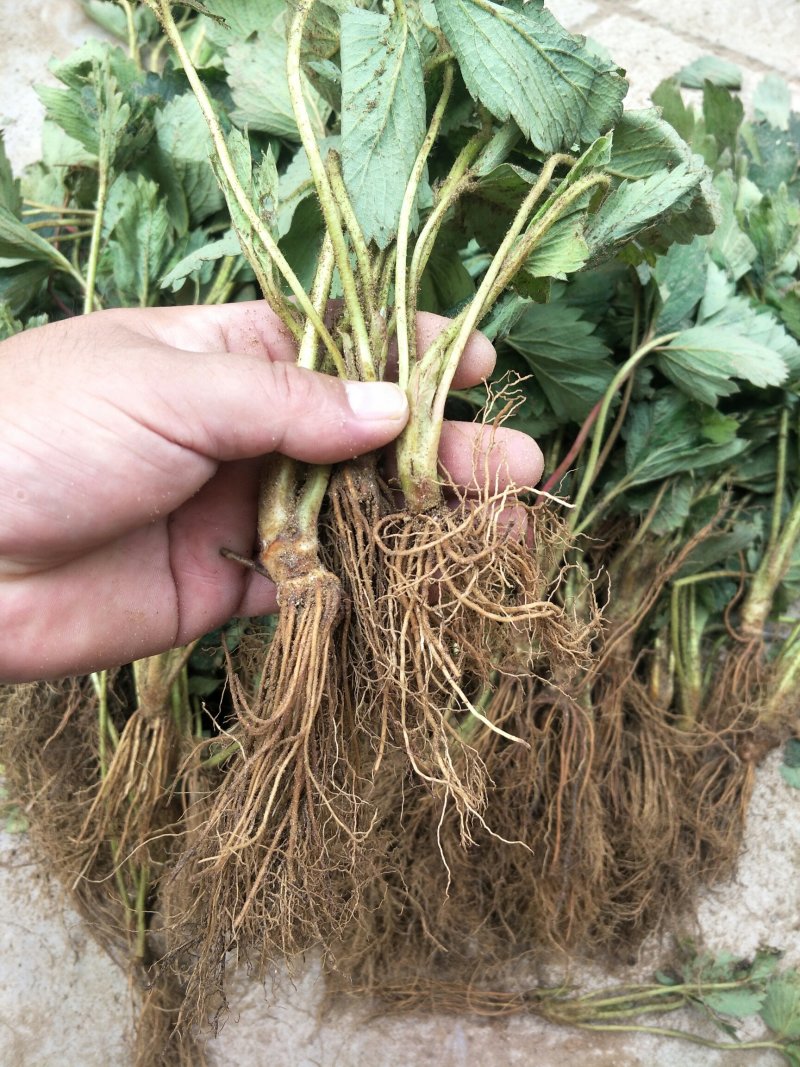 基地直销红颜章姬草莓苗妙香草莓苗价格草莓苗基地