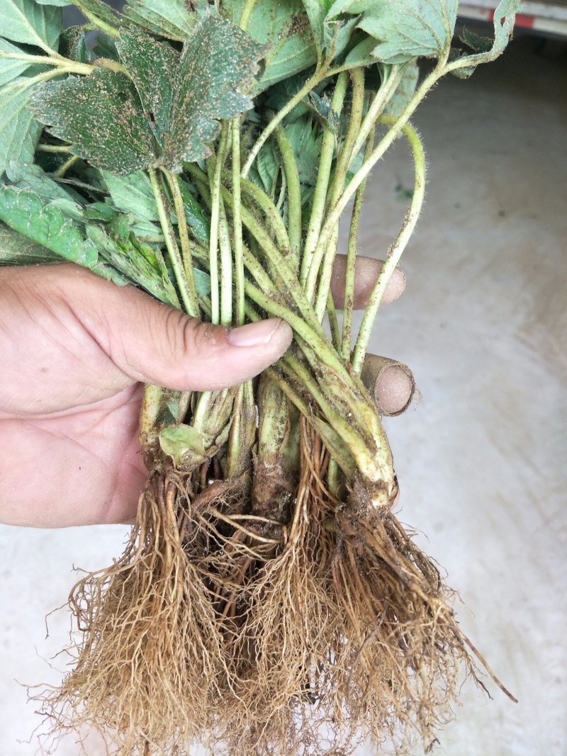 基地直销红颜章姬草莓苗妙香草莓苗价格草莓苗基地