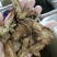 牛蒡根山东新鲜野生干品无硫熏泡水包邮