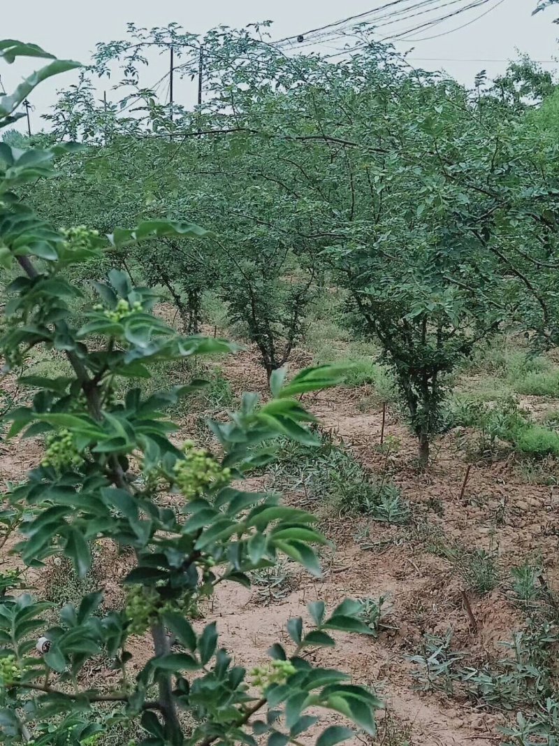 基地直销1米高大红袍花椒苗优质花椒苗批发价格花椒苗基地