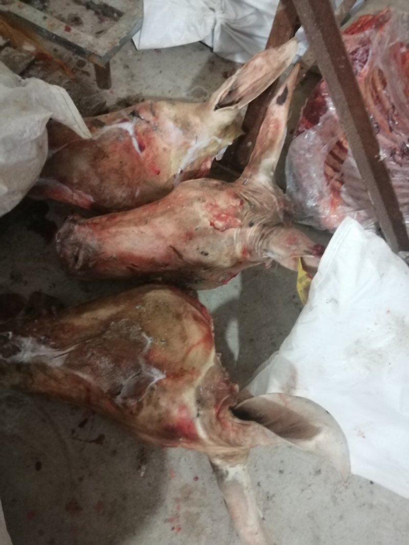 现杀新鲜水退毛全套带皮驴头