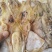 A1优质淡干大墨鱼，有视频看