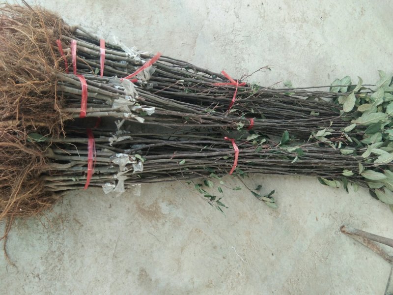 红肉苹果苗119-062年红肉苹果苗苹果新品种红肉苹果