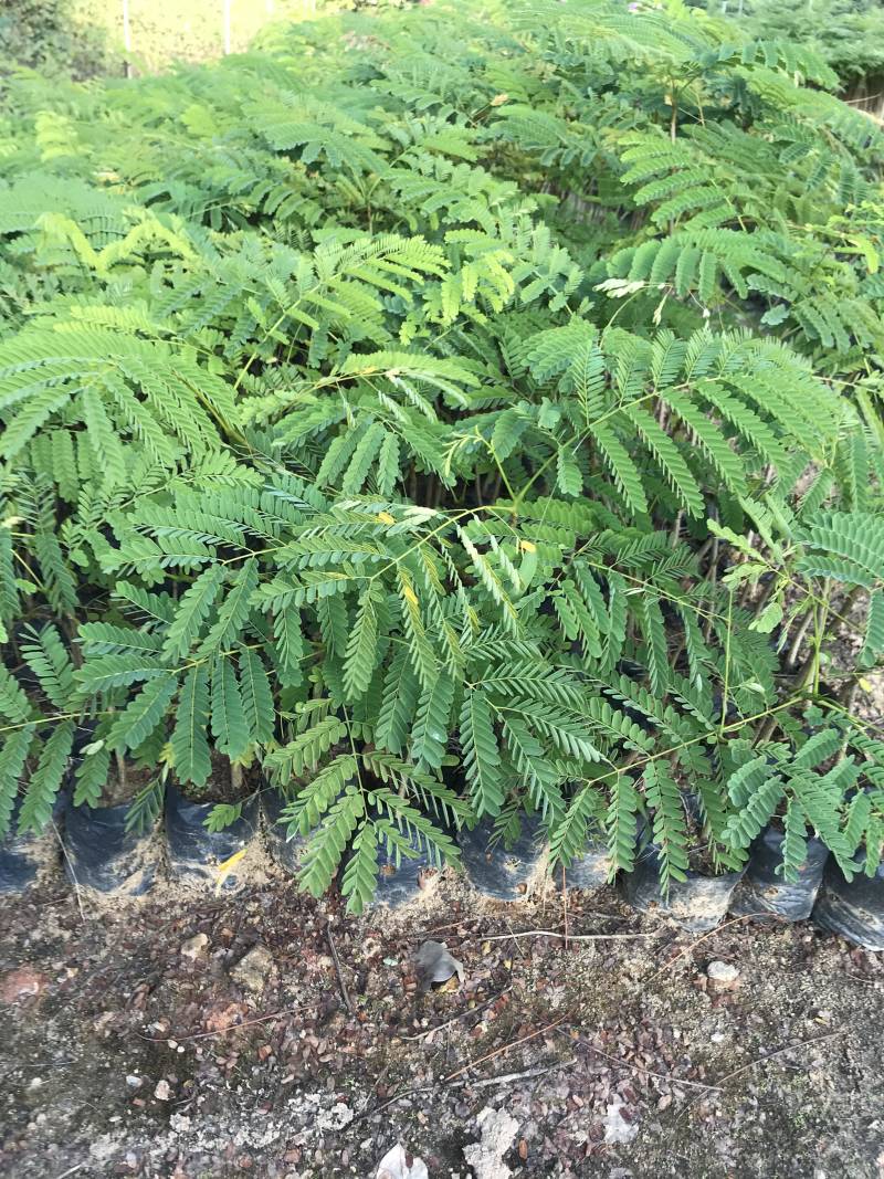 凤凰木树苗红花楹树苗袋苗杯苗小苗金凤树苗