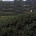 【峨眉山高山碧螺春】，全独芽头，一斤两盒