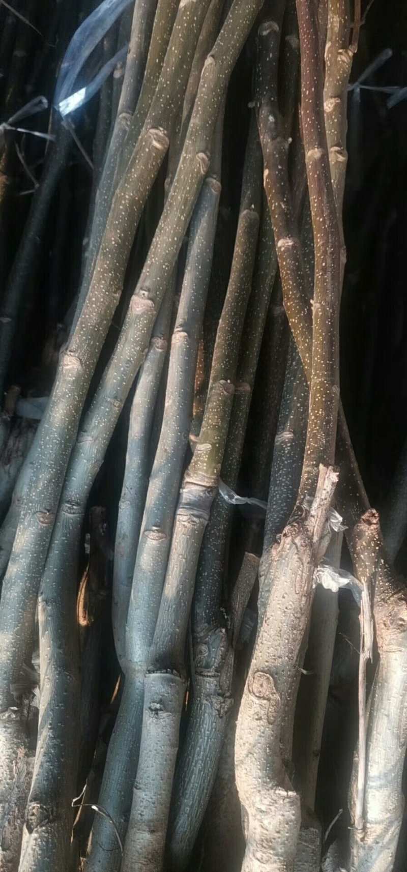 基地直销薄皮核桃苗今年8518核桃苗多少钱山东核桃苗价格