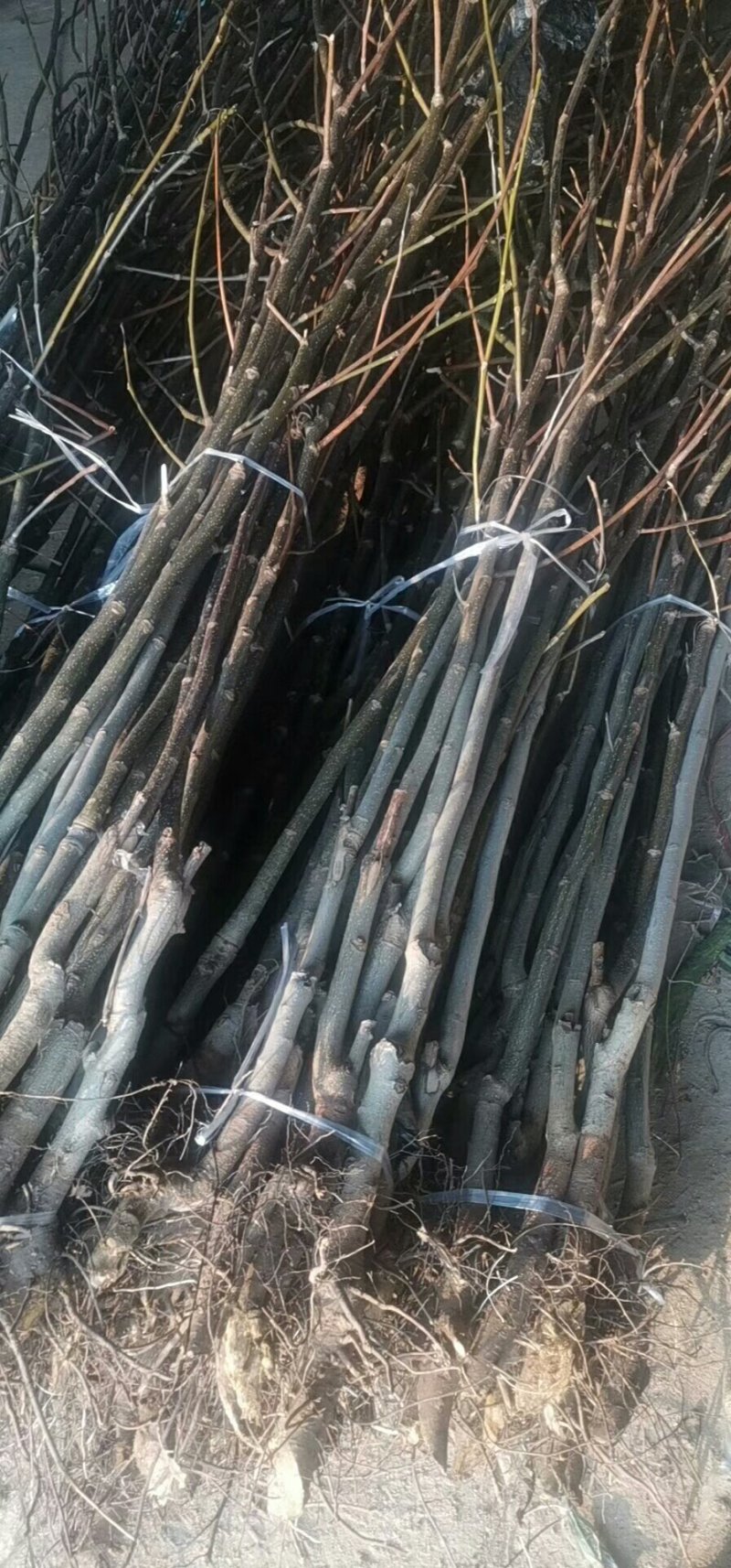 基地直销薄皮核桃苗今年8518核桃苗多少钱山东核桃苗价格