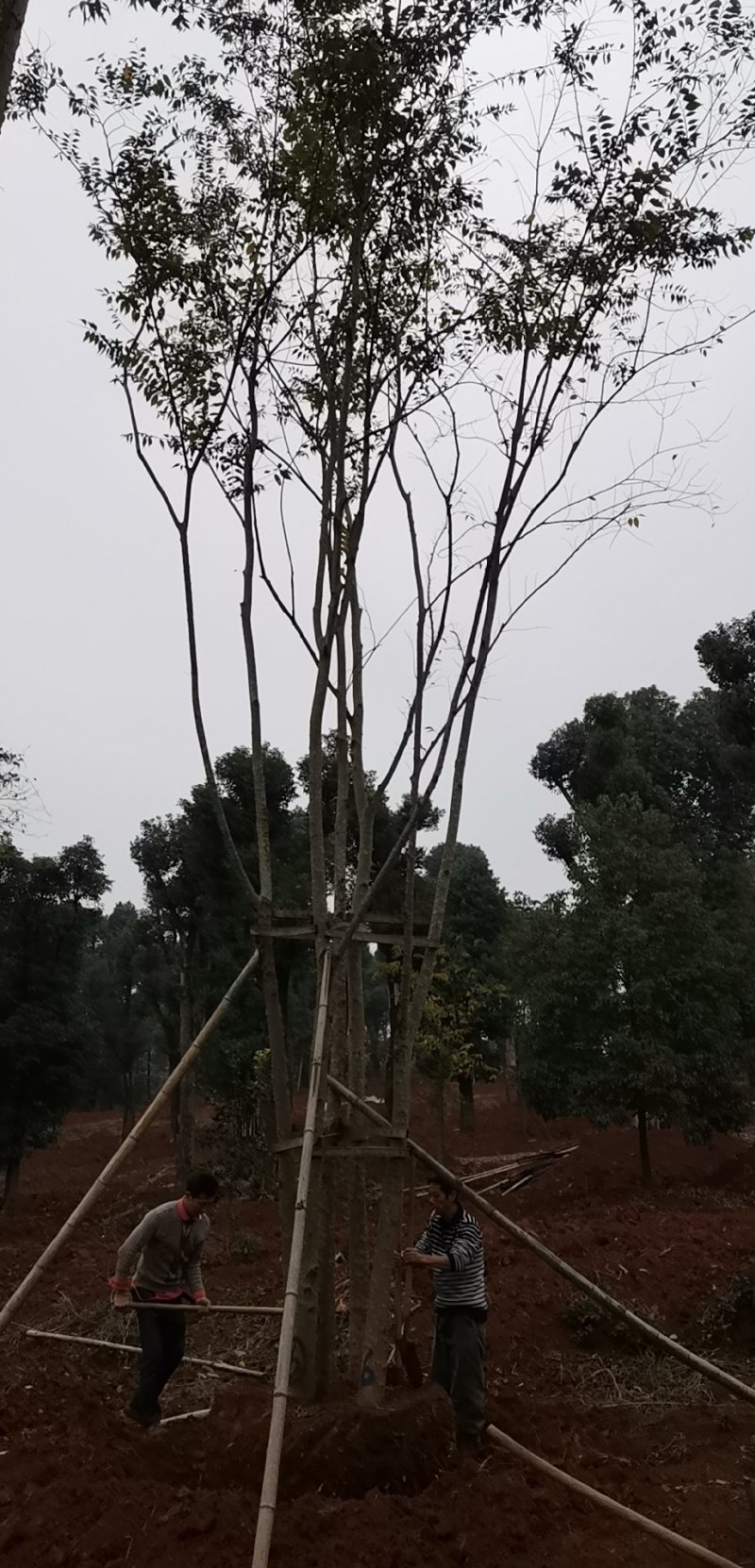 丛生栾树自家苗圃货源直供批发湖南益阳绿青苗木