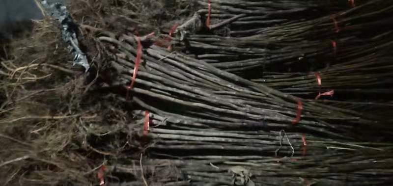 布鲁克斯樱桃开花期