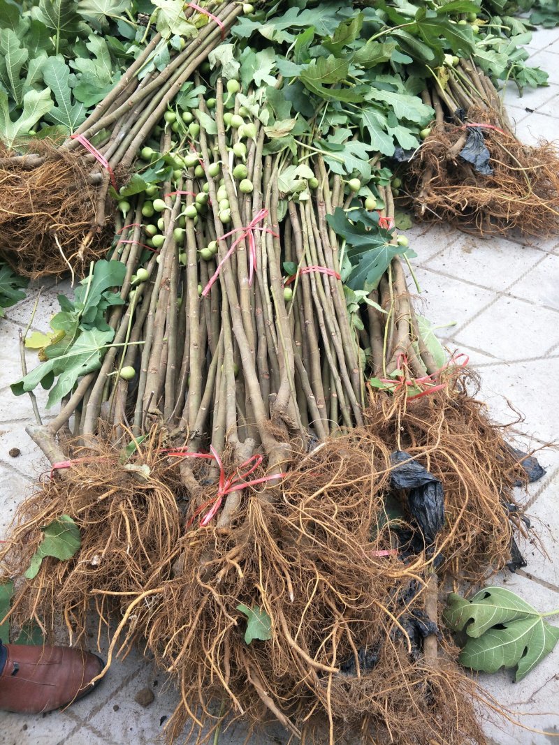 基地直销无花果苗今年波姬红无花果苗价格布兰瑞克无花果基地