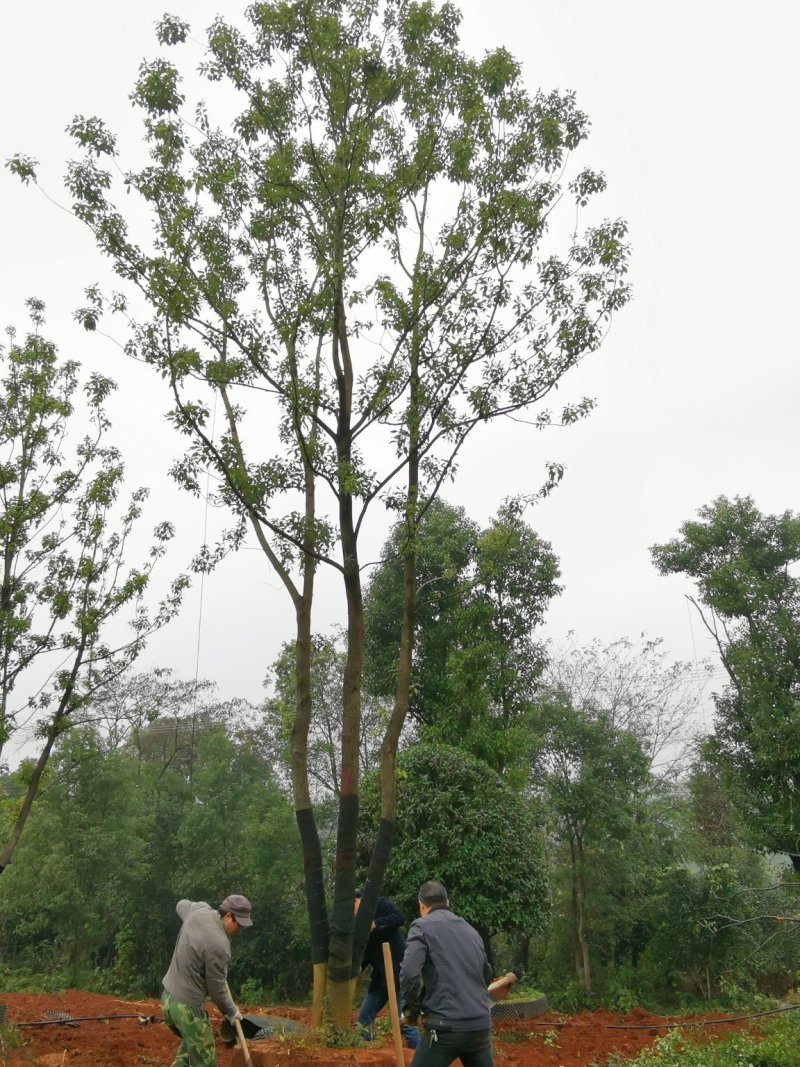 朴树统一截杆发帽苗圃直供批发指树挖树质量保证