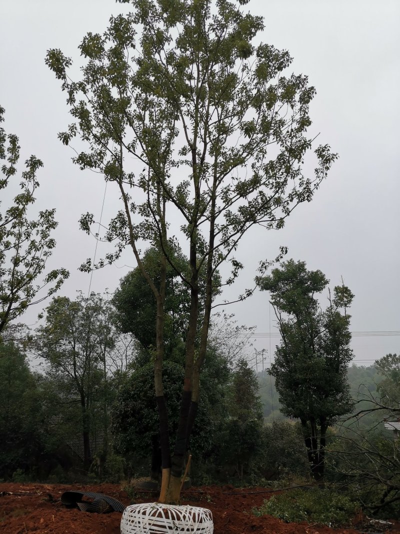 朴树统一截杆发帽苗圃直供批发指树挖树质量保证