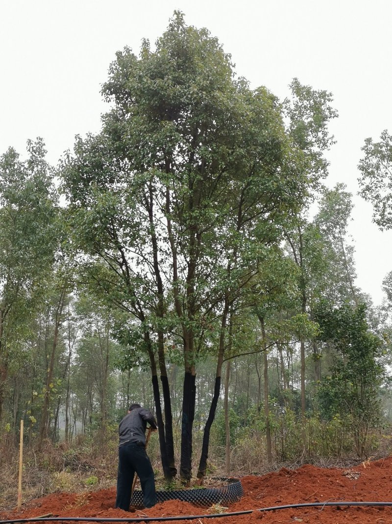 朴树统一截杆发帽苗圃直供批发指树挖树质量保证