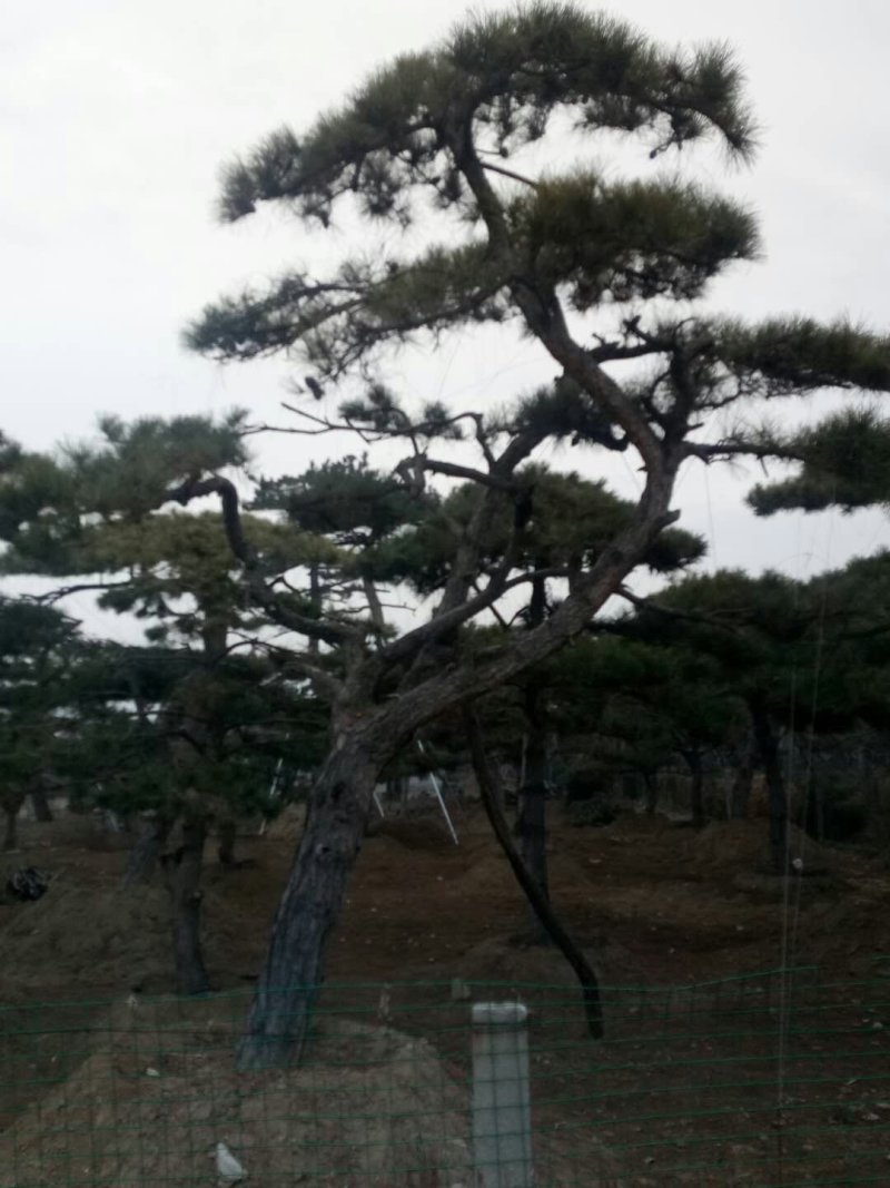 精品景松泰安景松造型奇特沧桑有劲造型奇特