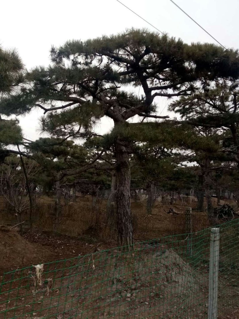 精品景松泰安景松造型奇特沧桑有劲造型奇特