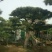 精品景松泰安景松造型奇特沧桑有劲造型奇特