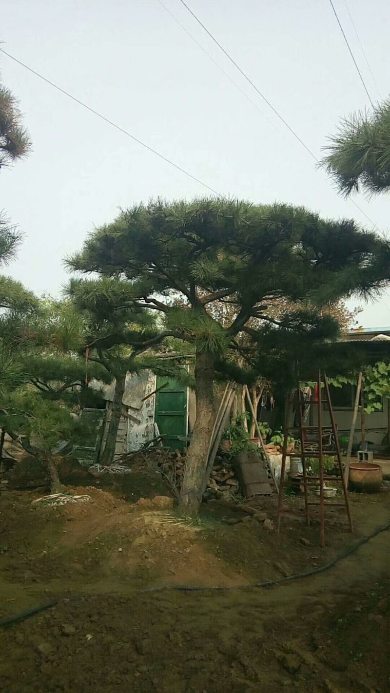 精品景松泰安景松造型奇特沧桑有劲造型奇特
