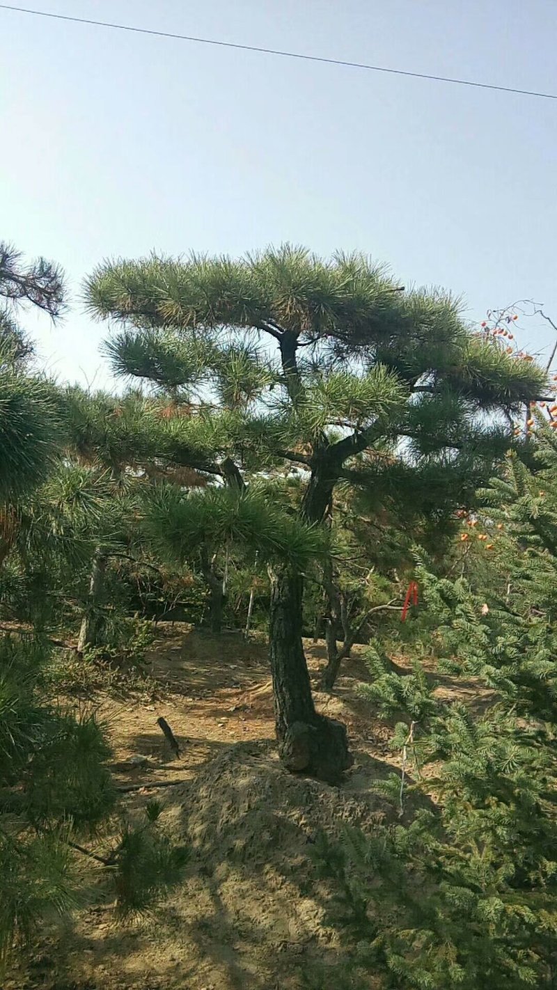 精品景松泰安景松造型奇特沧桑有劲造型奇特