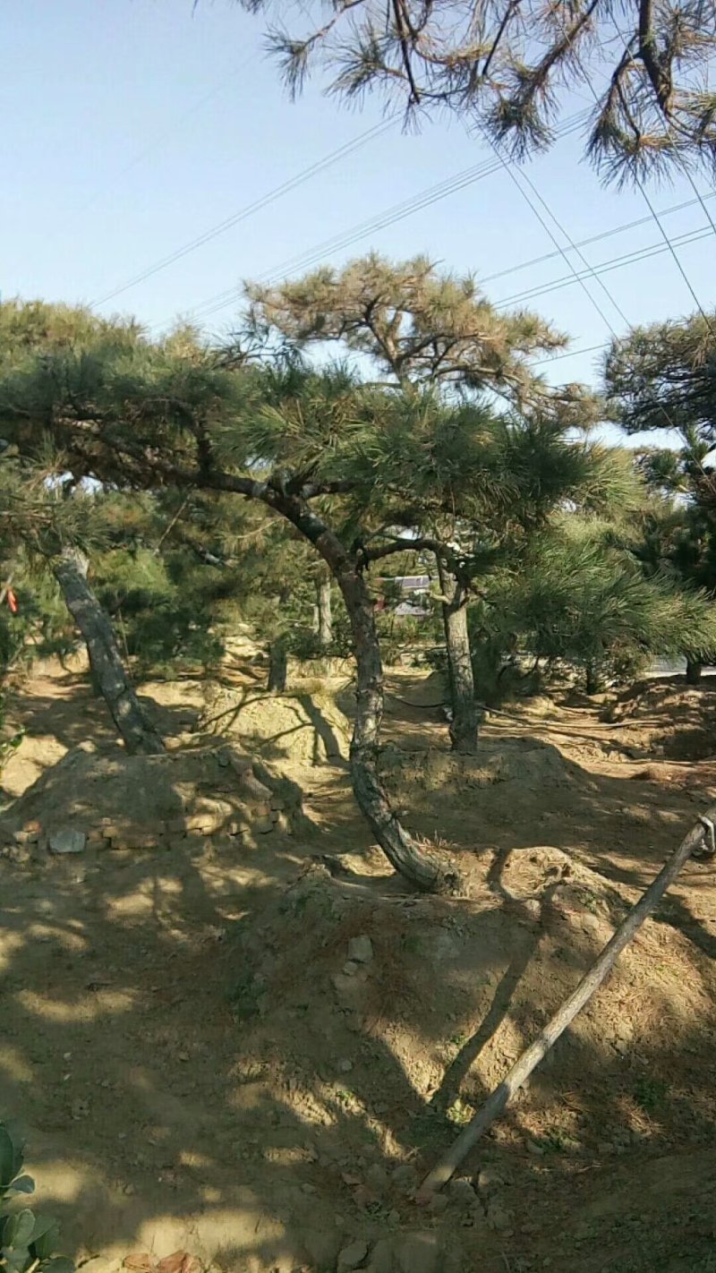 精品景松泰安景松造型奇特沧桑有劲造型奇特