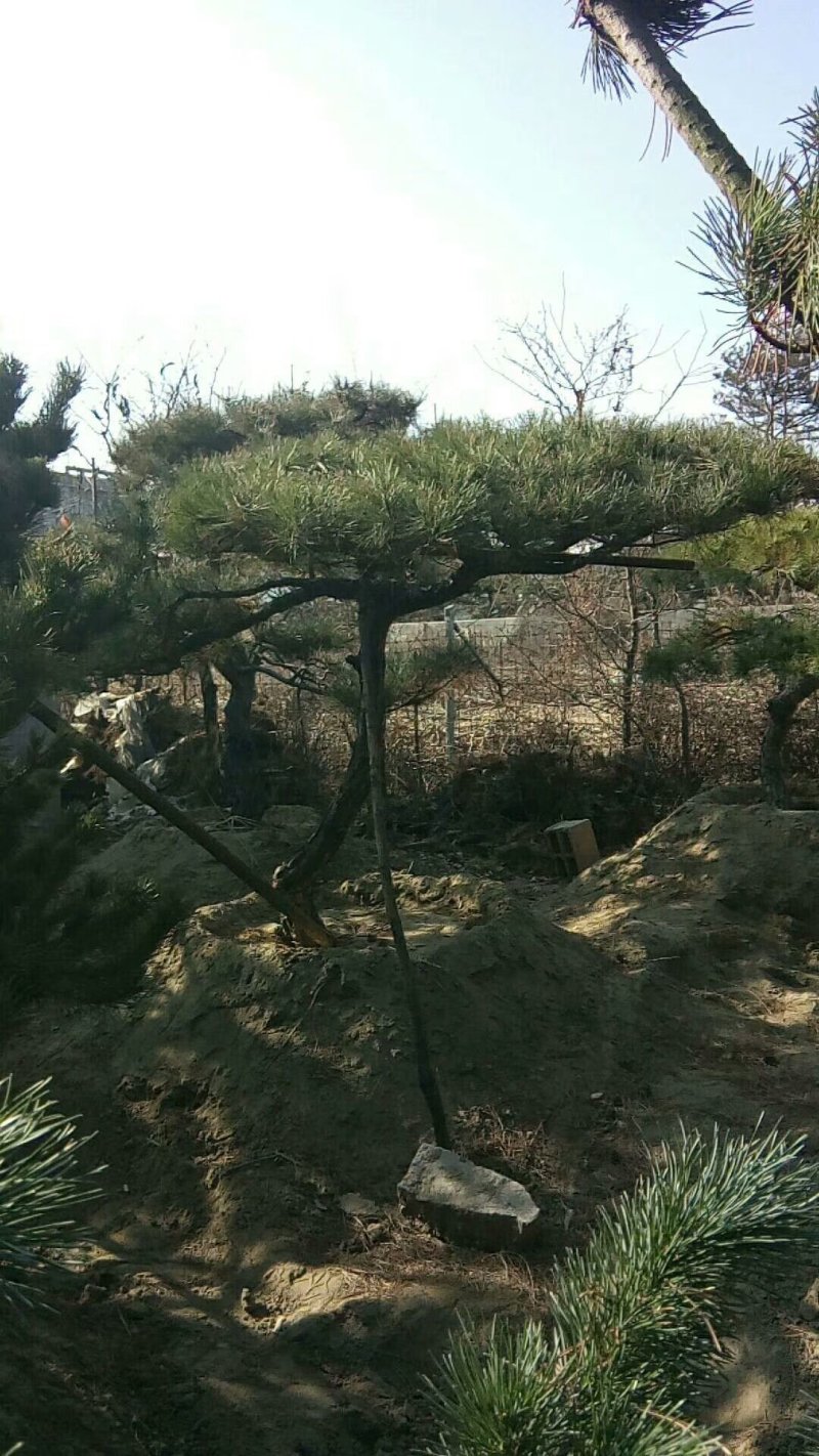 精品景松泰安景松造型奇特沧桑有劲造型奇特
