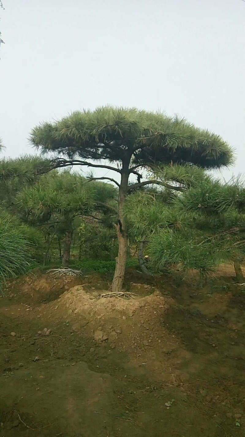 精品景松泰安景松造型奇特沧桑有劲造型奇特